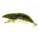 Molix Shrimp 6,35 cm, Inkl: WT Jig Head 4g