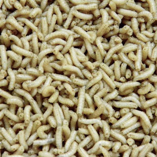 Maggots 1 liter Vita (Svenska från Fibe)