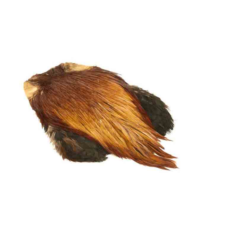 Indisk Tuppnacke